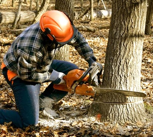 Tree Removal in Edinburg, TX
